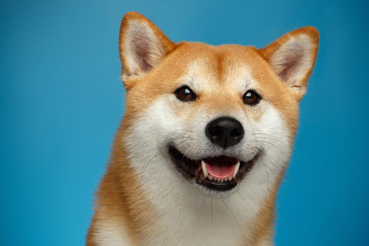 Shiba Inu founder deletes social media posts, steps down from community
